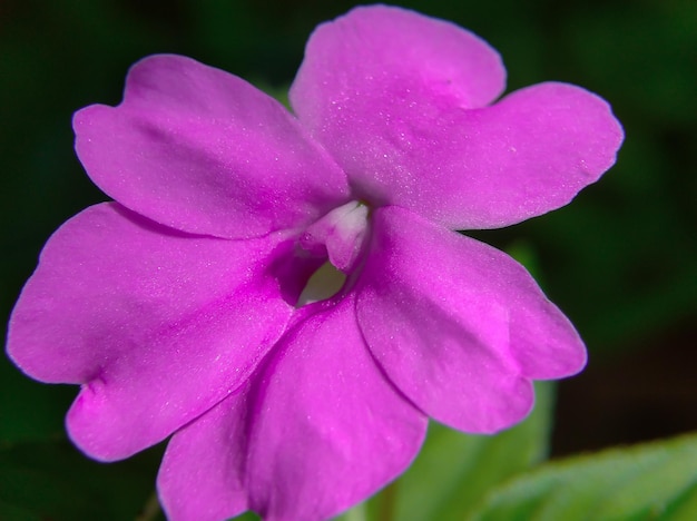 Foto de perto flor rosa impatiens walleriana