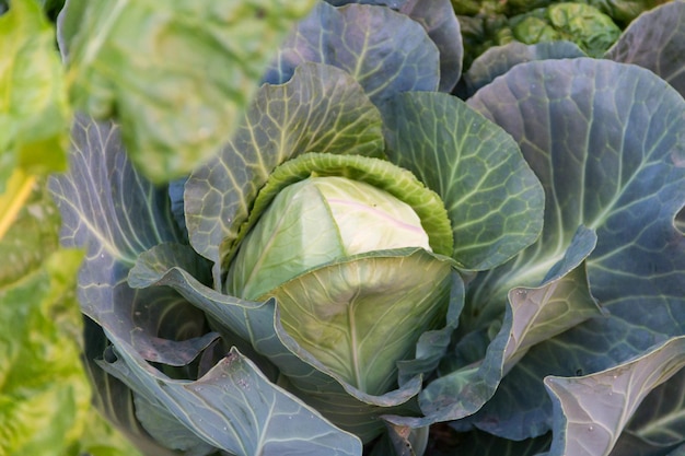 De perto, repolho orgânico cultivado no jardim da família