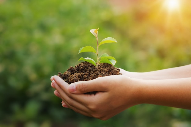 Dé sostener la plántula y el fondo verde con sol. concepto ecológico día de la tierra