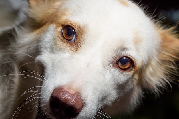 Dê uma olhada mais de perto no rosto do cachorro.