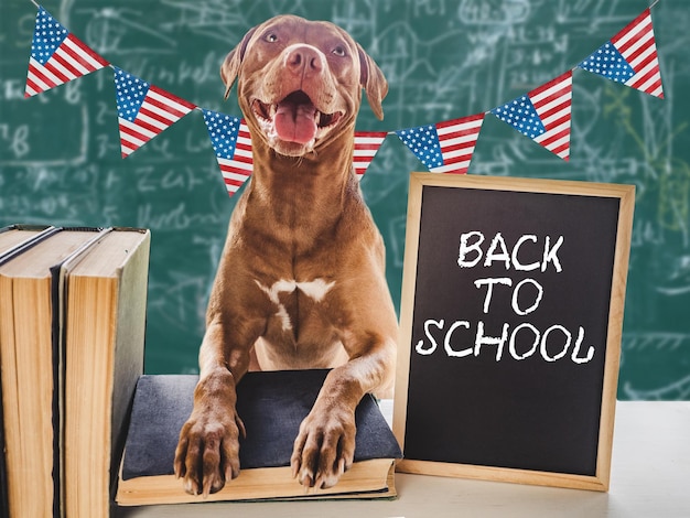 De volta à escola adorável cachorrinho e livros vintage