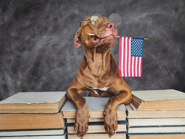 De volta à escola Adorável cachorrinho e livros vintage