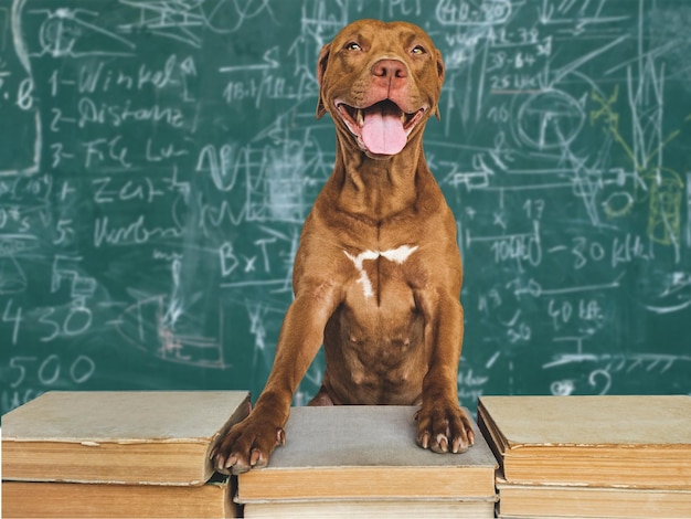 De volta à escola Adorável cachorrinho e livros vintage