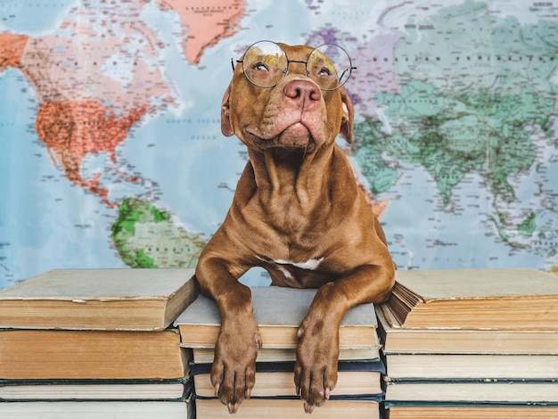 De volta à escola Adorável cachorrinho e livros vintage