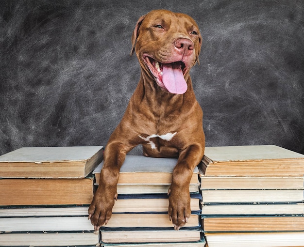 De volta à escola Adorável cachorrinho e livros vintage