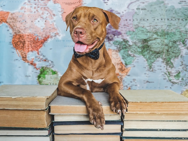 De volta à escola Adorável cachorrinho e livros vintage