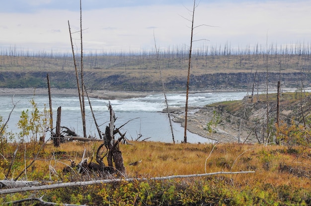 Dead Forest wurde von der Nickelfabrik Norilsk getötet