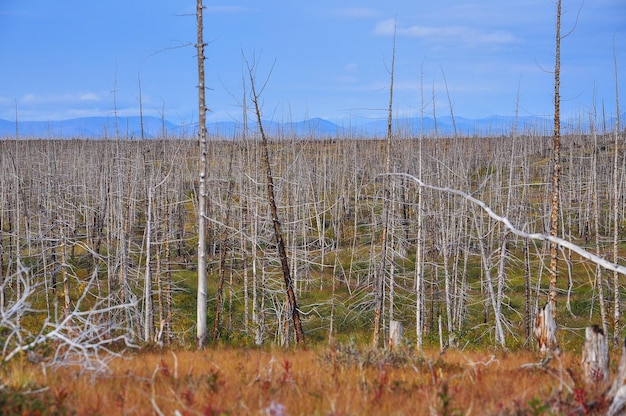 Dead Forest wurde von der Nickelfabrik Norilsk getötet