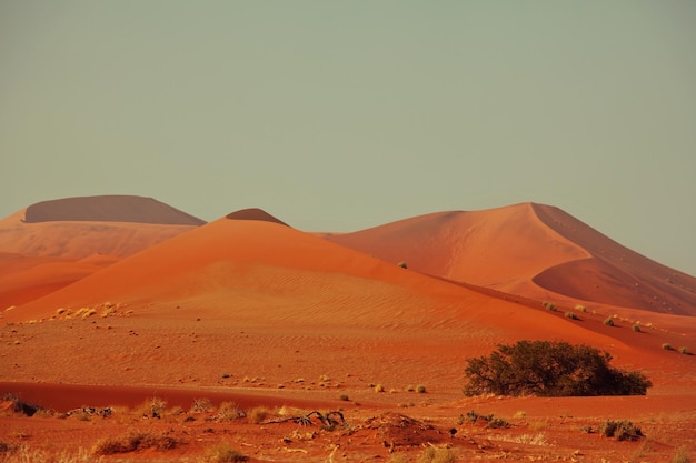 Dead Valley in Namibia