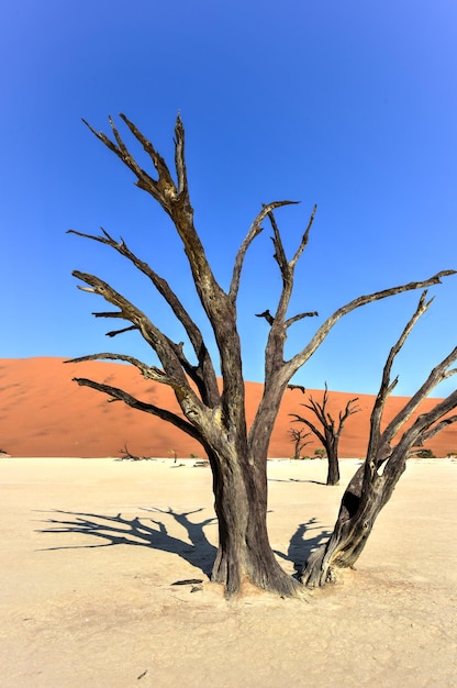 Foto dead vlei na parte sul do deserto do namib, no parque nacional namibnaukluft, na namíbia
