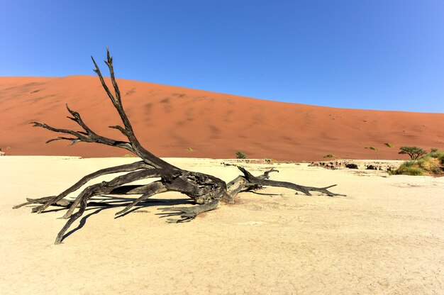 Dead Vlei en la parte sur del desierto del Namib en el Parque Nacional NamibNaukluft de Namibia