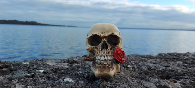 Foto deadhead und rose
