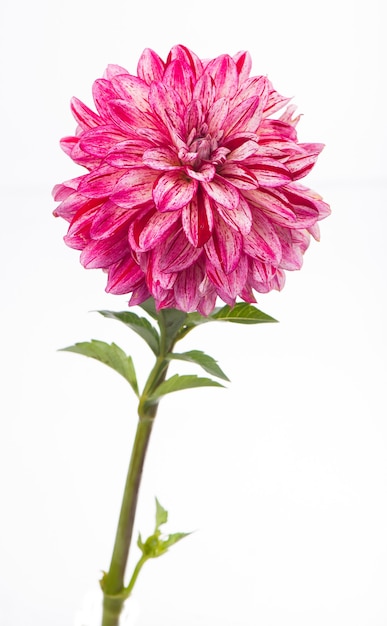 Deautiful blume der rosa dahlie lokalisiert auf einer weißen wand