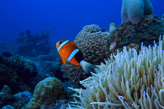 debaixo d'água oceano/paisagem mundo subaquático, cena azul idílio natureza