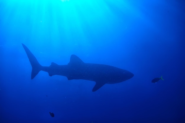 Debaixo d'água oceano/paisagem mundo subaquático, cena azul idílio natureza