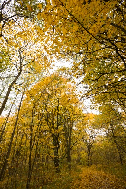 Debajo del follaje otoñal amarillo en el bosque con árboles jóvenes, la verdadera temporada otoñal copas de árboles altos