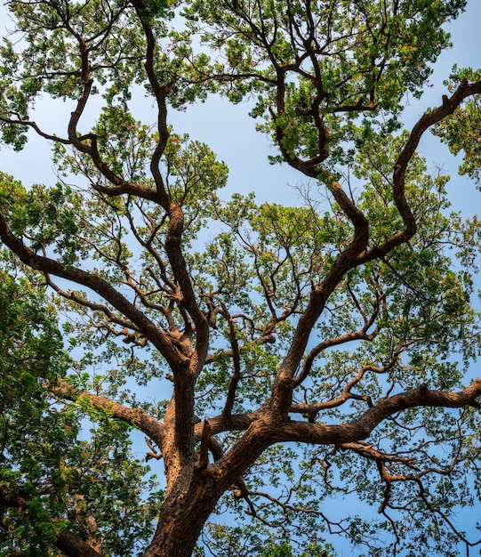 Debajo de la rama del árbol de lluvia, Samanea Saman hojas verdes con tronco marrón y cielo azul al atardecer