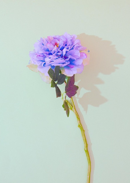 Decora flores azules en un espacio mínimo blanco. Primavera, verano, tarjeta de felicitación, concepto de invitación.