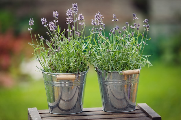 Foto decoração ao ar livre com plantas de lavanda em vasos de metal decorativos em pé sobre a caixa de madeira.