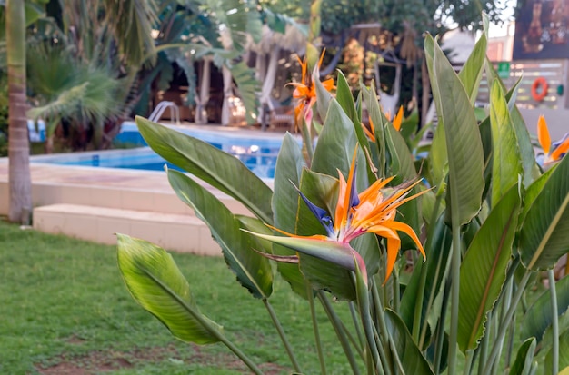 Decoração da cidade Uma planta com flores multicoloridas Strelitzia cresce e floresce em um canteiro de flores em um dia ensolarado no parque