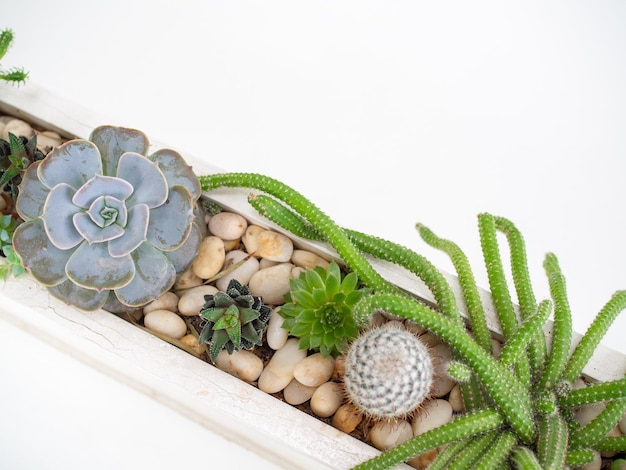 Foto decoração de cactos