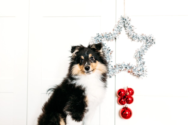 Decoração de casa vermelha com estrelas e bolas torcendo para o ano novo e o Natal, fundo, brilhante, cachorrinho sentado