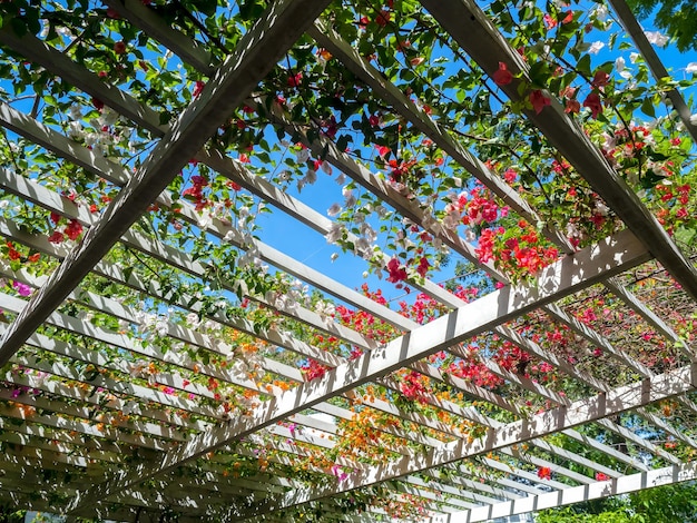 Decoração de flores no telhado de pergola de madeira Fundo de design de casa de paisagem Planta de hera no telhado de ripas de madeira branca