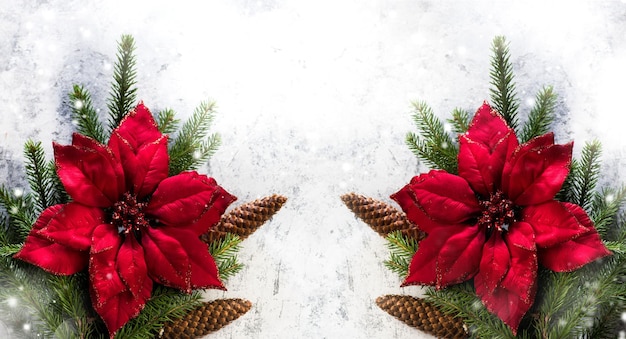 Decoração de Natal com Poinsétia, ramos de abeto com cones em fundo cinza claro. Banner festivo de ano novo, vista superior, espaço de cópia