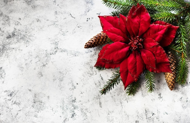 Decoração de Natal com Poinsétia, ramos de abeto com cones em fundo cinza claro. Plano de fundo festivo de ano novo, vista de cima, espaço de cópia