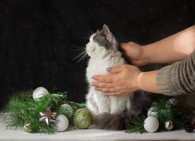 Decoração de natal quebrada e gato