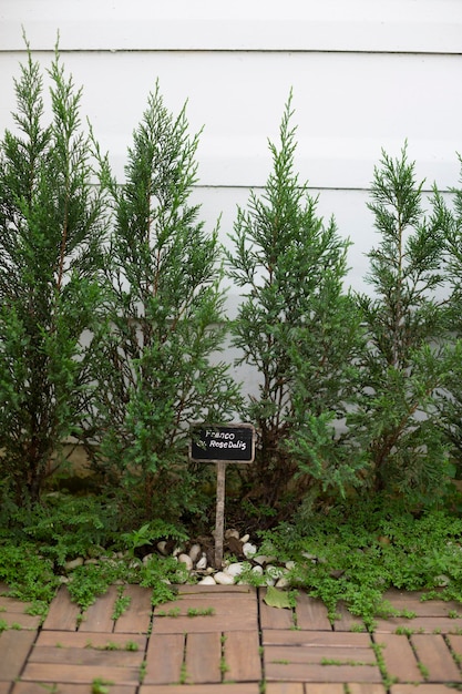 Decoração de pequenas plantas de pinheiro no jardim da casa