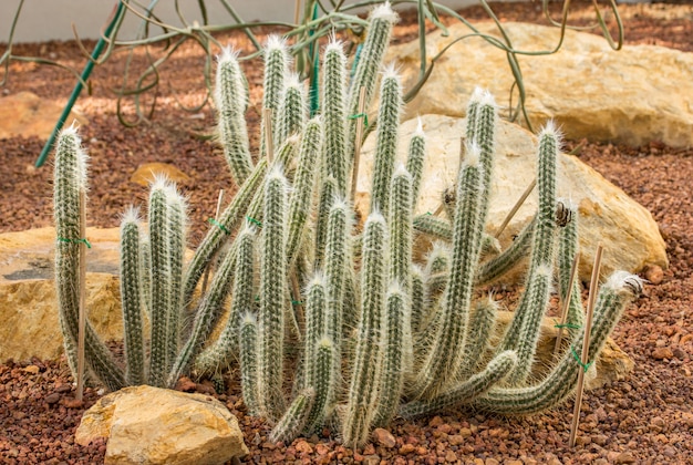 Foto decoração de planta de cacto no jardim