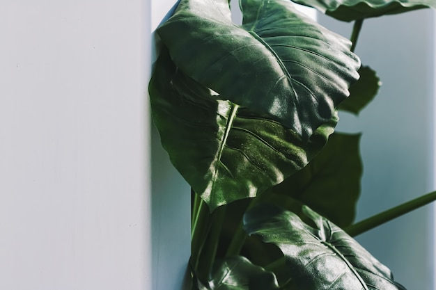 Decoração de plantas de folhas verdes em um interior branco moderno