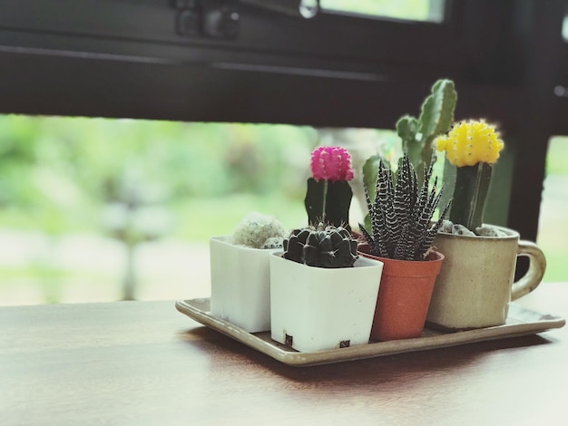 Foto decoração de potes de cactos