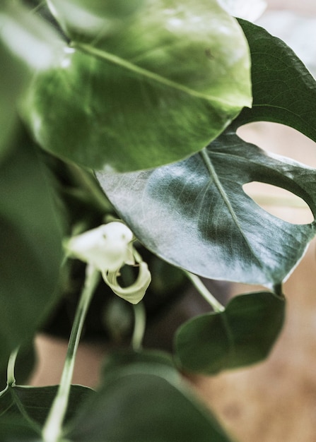 Decoração de quarto com folhas verdes