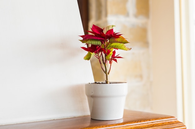 Decoração de vasos de flores na mesa, dentro de casa