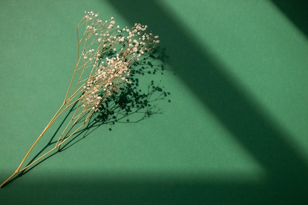 Decoração floral interior para casa de flores secas naturais ou galhos Sombras fortes sobre fundo verde