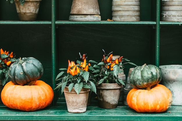 Decoración al aire libre de Halloween de otoño con calabazas