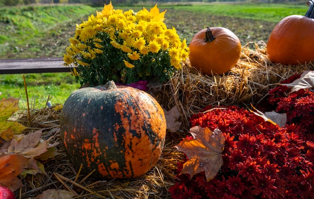 Decoración al aire libre de otoño de calabazas, flores y heno.