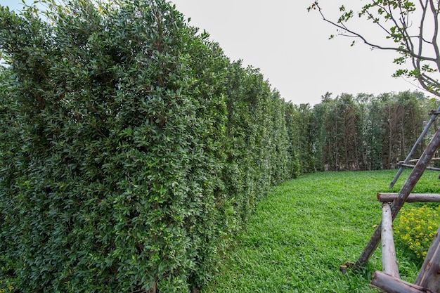 Decoración Banyan tree en el jardín.