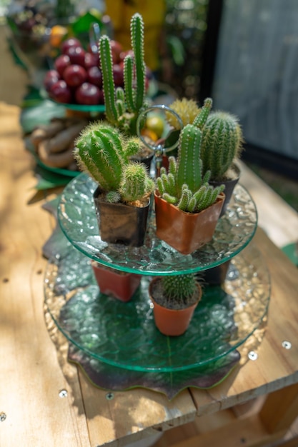 Decoración de cactus combinada múltiple en el plato de postre en el buffet de la línea de frutas en el jardín