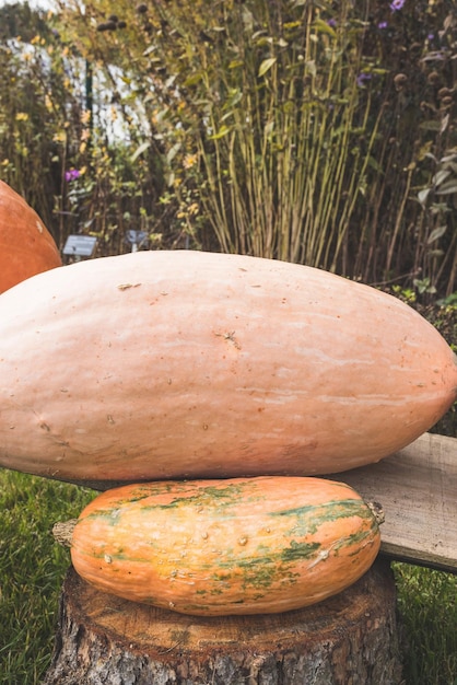 Decoración de calabaza de Halloween en un estilo moderno y equilibrado.