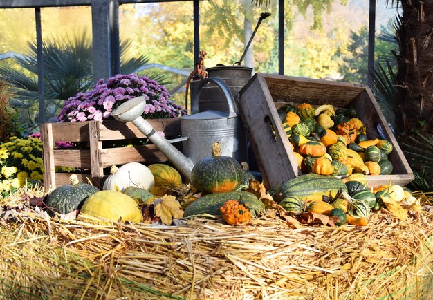 Foto decoración de calabazas