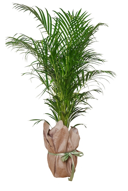 Decoración casera mínima de la planta de interior de las hojas tropicales. Palma decorativa Kentia o Areca contra la pared blanca. Planta aislada de palmera en maceta aislada sobre superficie blanca. Jardinería doméstica, amor por las plantas de interior