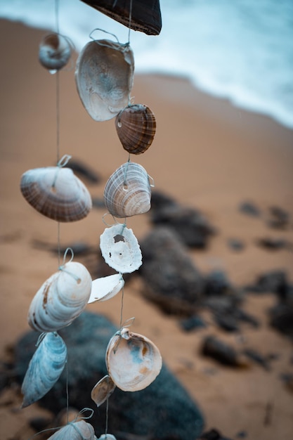 Decoración de conchas junto al mar