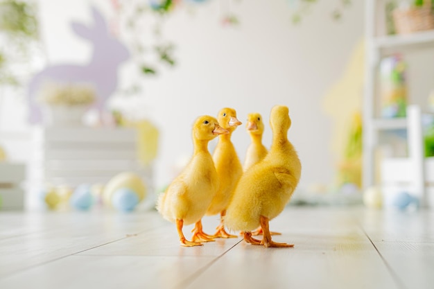 Decoración de estudio de Pascua patitos sobre fondo de coloridos huevos teñidos bunnys de madera