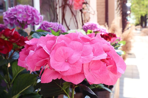 Decoración floral de la ciudad en primavera Hortensia rosa en el diseño de la calle de la ciudad