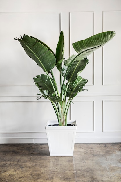 Decoración de la habitación con una planta.