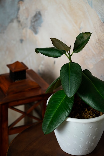 Decoración de la habitación con plantas en maceta en mesa de madera y linterna