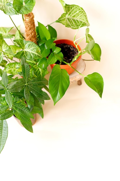 Decoración del hogar y concepto de amante de los árboles plantas caseras.